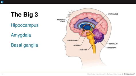 8 Hippocampus Amygdala Basal ganglia