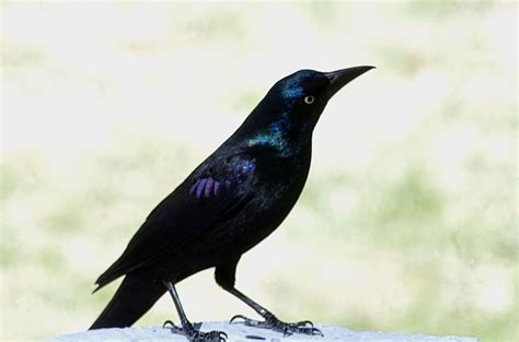 Brewer's Black Bird E. cyanocephalus Icteridae Euphagus on alert Free ...