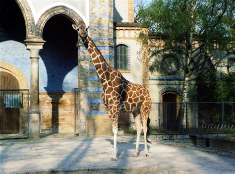 File:Giraffe-berlin-zoo.jpg - Wikimedia Commons