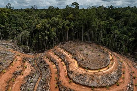 Deforestation-linked palm oil still finding its way into top consumer brands: report