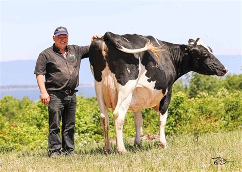 Holstein Canada New Cow of the Year - ALH Genetics