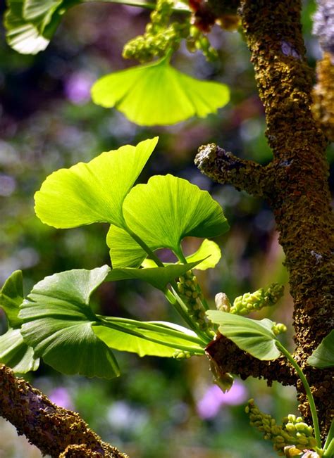 Tree Gingko Leaves Foliage - Free photo on Pixabay