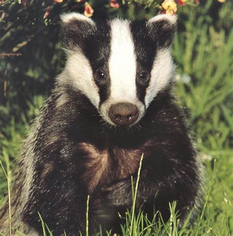 Discover the Fascinating Eurasian Badger