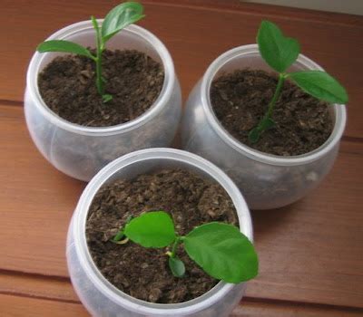 Lemon seedlings