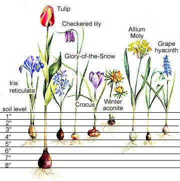 This Bulb Planting Guide Will Help Fill Your Yard with Spring Flowers