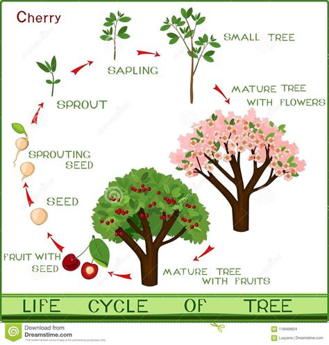 Illustration about Life cycle of cherry tree with captions. Plant growing from seed to cherry ...