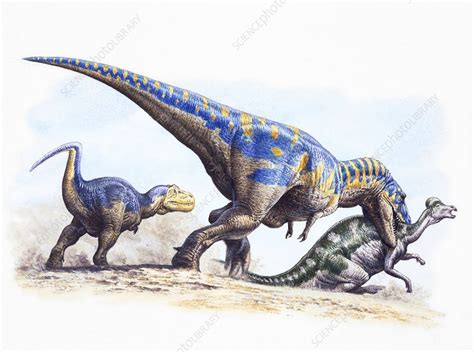 Tyrannosaurus rex hunting, illustration - Stock Image - C036/7339 ...