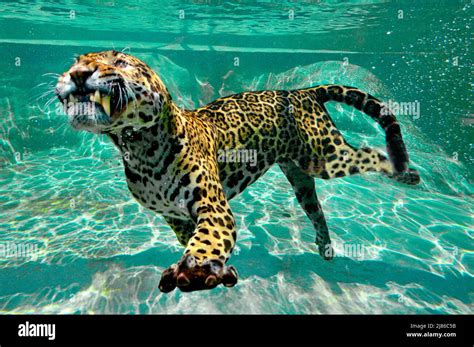 Jaguar (Panthera onca) swimming underwater,C. and S. America, Captivity ...