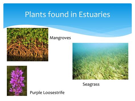 PPT - Estuaries PowerPoint Presentation, free download - ID:2793268