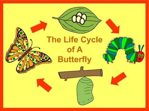 Life Cycle of a Caterpillar