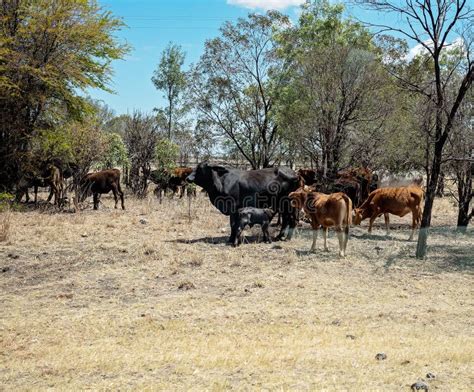 Cattle Droving In Early Morning Light Stock Photo - Image of herd ...