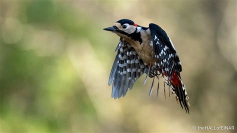 Great Spotted Woodpecker in flight – David at the HALL of EINAR