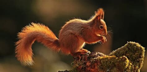 Eurasian Red Squirrel - Boreal Forest