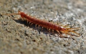 Best Centipede Traps For Indoors - How I Get Rid Of