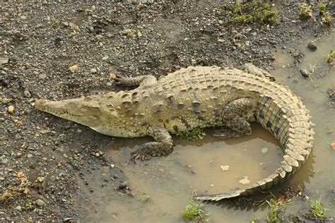 American crocodile • Crocodylus acutus • Reptile sheet