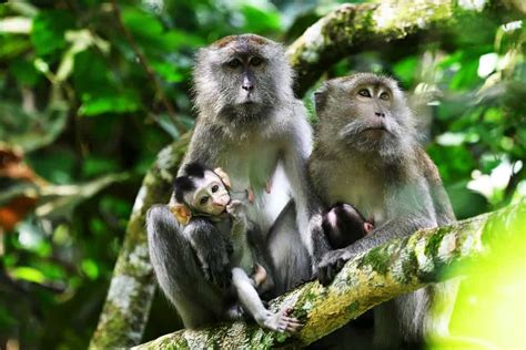 25 Best Things to Do in Taman Negara National Park (Malaysia) - The Crazy Tourist