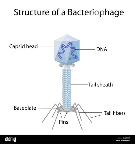 Structure Of A Bacteriophage