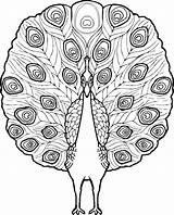 Peacock feathers coloring Pages Download And Print For Free sketch template