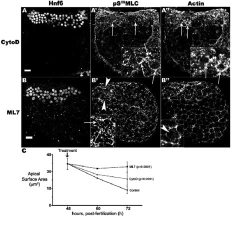 Treatment with cytochalasin D or ML 7 disrupts cytoskeletal networks of... | Download Scientific ...