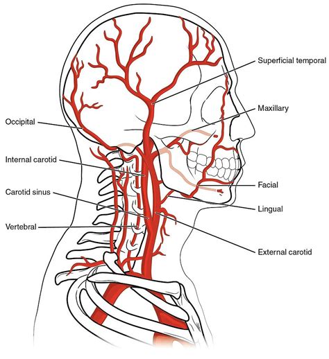 Related image | Carotid artery, Arteries anatomy, Anatomy and physiology