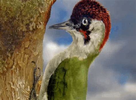 Animation Woodpecker GIF - Find & Share on GIPHY