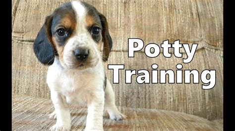 How To Potty Train A Bagle Puppy - Bagle Hound House Training Tips - Housebreaking Bagle Puppies ...