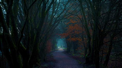 Autumn Forest Tunnel Path - HD Wallpaper