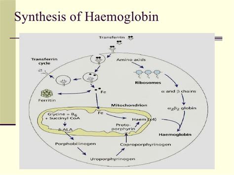 Healthy Blood: Haemoglobin Synthesis