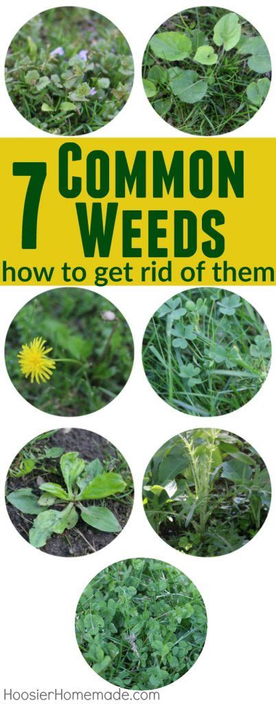 7 Common Weeds with Identification Pictures - Hoosier Homemade