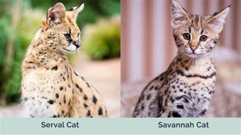 Serval Cat vs Savannah Cat: Visual Differences & Overview (with Pictures) | Hepper