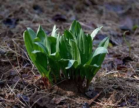 Foodies have loved ramps to death. Now Baltimore chefs are trying to ramp up Maryland’s supply ...