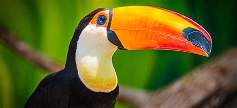 Toucan Species Makes a Colorful Debut at the Louisville Zoo (Media ...