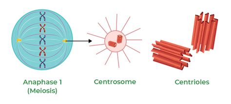 Centrosomes - Structure, Cycle, Types, Functions, and FAQs