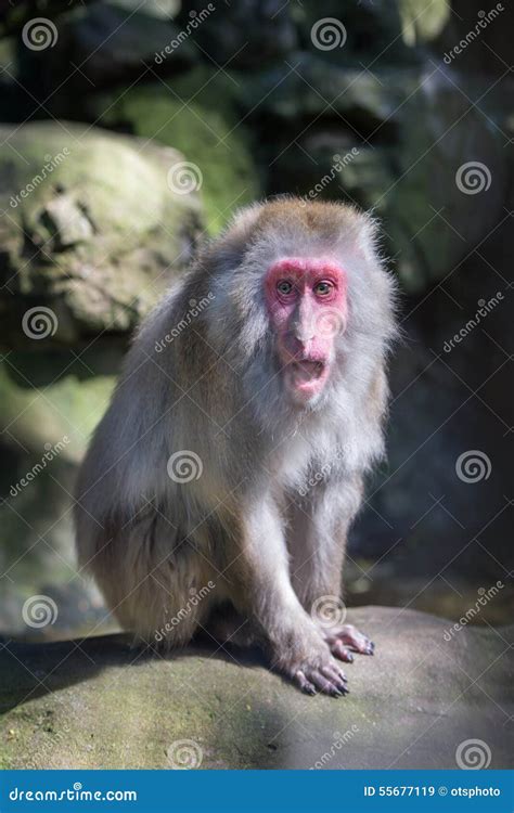 Red Faced Monkey in the Zoo Stock Image - Image of mouth, intelligence: 55677119