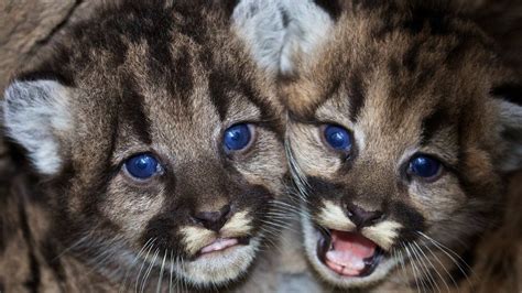 Mountain lions cubs : r/aww