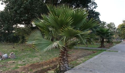 Fan Palm How to Grow and Maintenance Tips In 2023