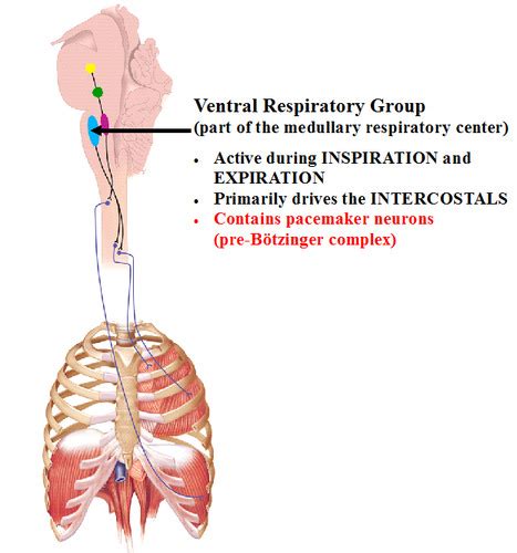 Pulmonary stretch receptors; Receptors, Pulmonary Stretch; Receptors, Stretch, Pulmonary ...