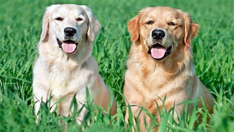 Diferencias entre Labrador y Golden Retriever