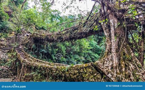 Living Root Bridges of Meghalaya - Double Decker Stock Photo - Image of ...