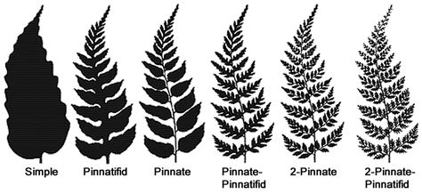 Fern Structure