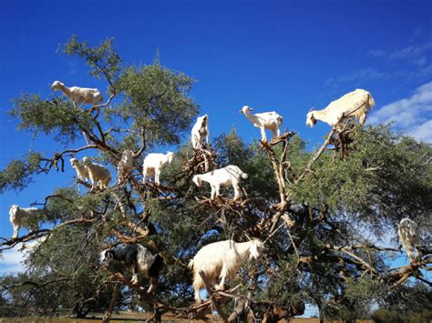 Finally! 2023 Goats In Trees Calendar Is Here!