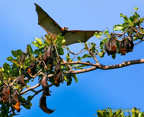 Education is Key to Flying Fox Survival - Merlin Tuttle's Bat Conservation