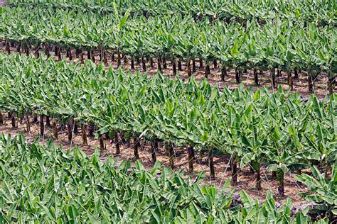 Royalty Free Banana Plantation Pictures, Images and Stock Photos - iStock