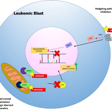 AML clinical trials with glasdegib | Download Scientific Diagram