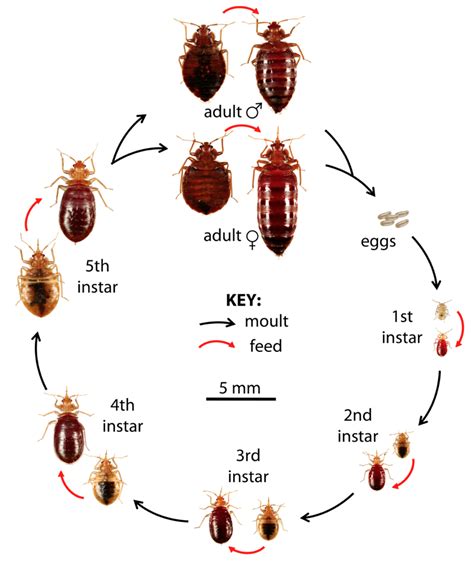 What Do Bed Bugs Look Like? | How to Identify Bed Bugs