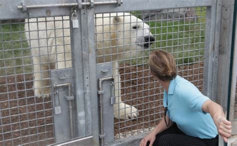 New polar bear exhibit opens at Saint Louis Zoo - All Photos - UPI.com