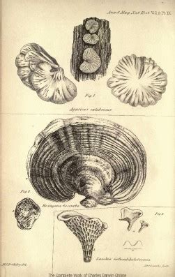 Illustrations of Darwin's Beagle specimens