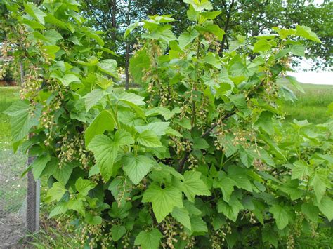 Grosella Negra ¿Qué es? Origen, Tipos, Valor Nutricional y más.