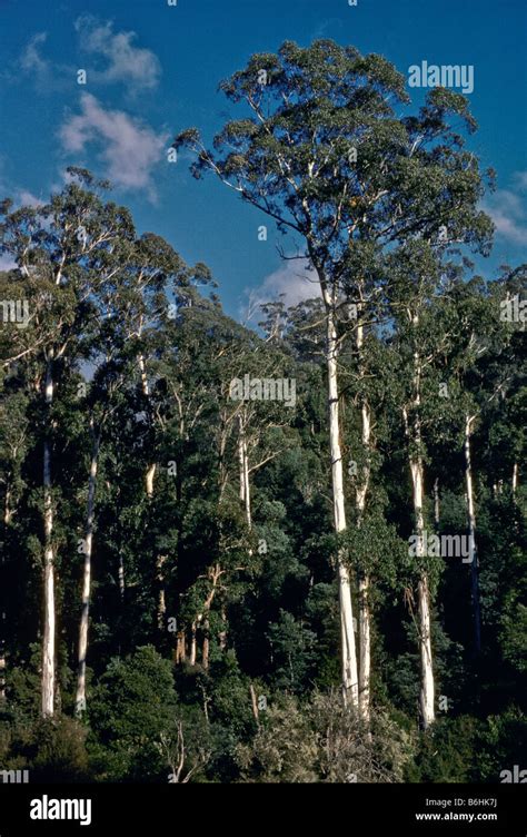 Eucalyptus forest, Australia Stock Photo - Alamy