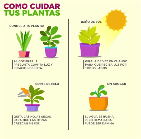 Cuidado tus plantas | Como cuidar las plantas, Plantas, Jardineria y plantas